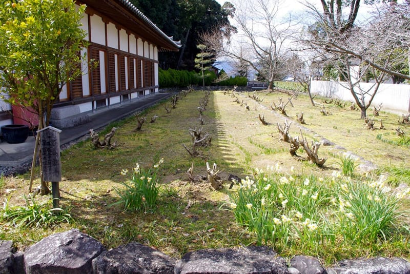 橘寺｜奈良県明日香村 ～聖徳太子の生誕地と伝わる太子造立7ヶ寺