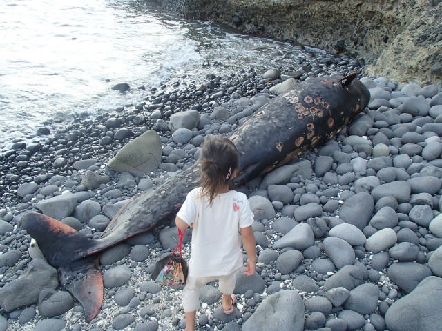 コビレゴンドウの全身骨格 組立大作戦！！ - 小笠原諸島・母島