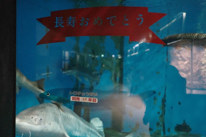 ありがとう 京急油壺マリンパーク -2021.9- - なおさんブログ ありがとう 京急油壺マリンパーク -2021.9- - なおさんブログ