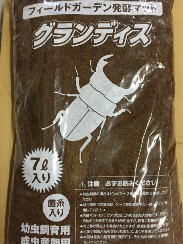 ☆本日…初売り🎵新春🎍昆虫福袋🎍開催☆ - カブト・クワガタの