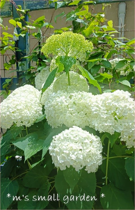 薔薇とレースのジャンクジャーナル・雑記帳 紫陽花 For You