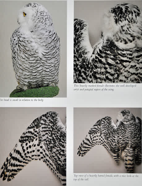 Snowy Owl シロフクロウ - 清水正廣のバードカービング