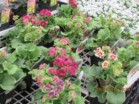 花を見に園芸店へ 花好きおばさんの気まぐれ日記
