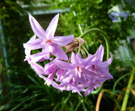 長い茎の花 ツルバキアビオラセア オキザリスデッペイ 花との出会いで癒されています 長い茎の花 ツルバキアビオラセア オキザリスデッペイ 花との出会いで癒されています