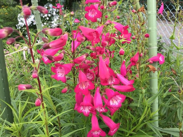 とうもろこし 我が家の庭の花