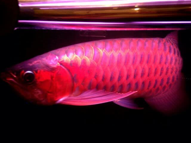 一次発色開始!！】 - Aquarium SHINE THE WORLD ～熱帯魚