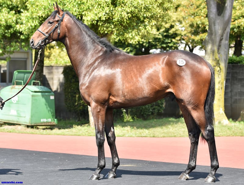 JRA競走に勝ったセール出身馬紹介(2016/12/23-25､サトノ
