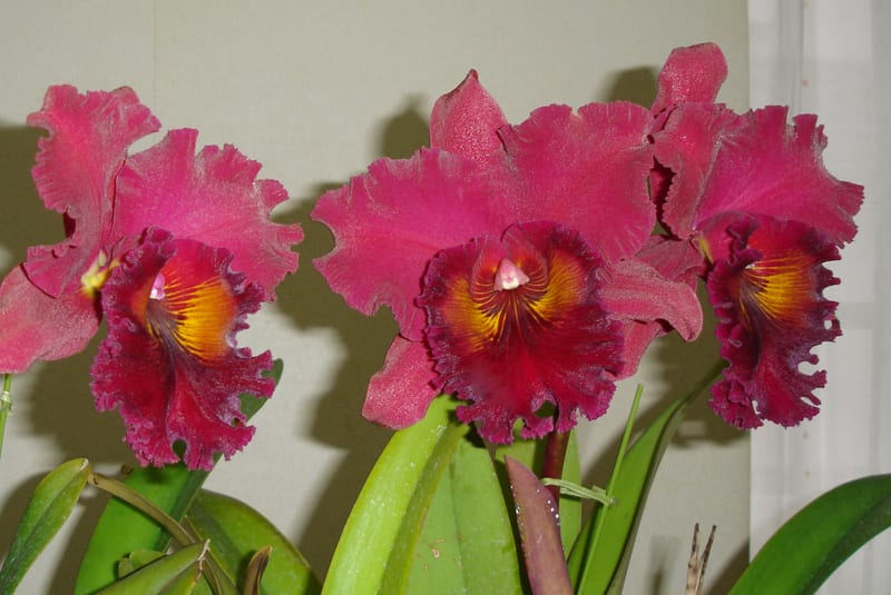 ◇Rlc. Shinfong Crown'General #1' - カトログ !! ~ カトレヤ ◇Rlc. Shinfong Crown'General #1' - カトログ !! ~ カトレヤ
