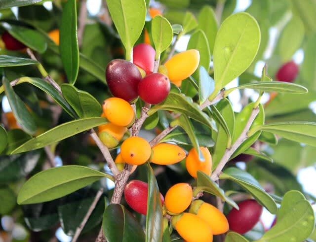 リュウキュウコクタンの実 - 沖縄の四季の花