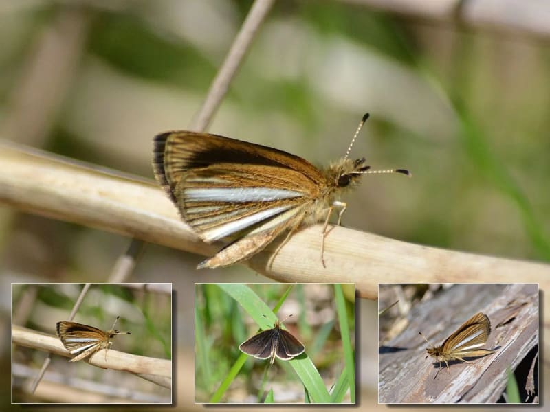 セセリチョウ科の仲間たち - 越中富山いろいろ紹介 セセリチョウ科の仲間たち - 越中富山いろいろ紹介