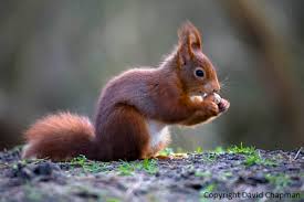 外来種、害獣指定、招かざる客、貪欲、でもかわいい