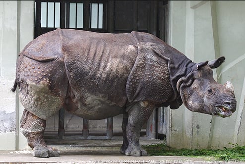 キンモクセイは サイ から らいちゃんの家庭菜園日記