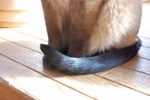 尻尾がクルンとなった猫 のフリー素材 商用利用可能 オドフラン いつもどこかに なるほど を 尻尾がクルンとなった猫 のフリー素材 商用利用可能 オドフラン いつもどこかに なるほど を