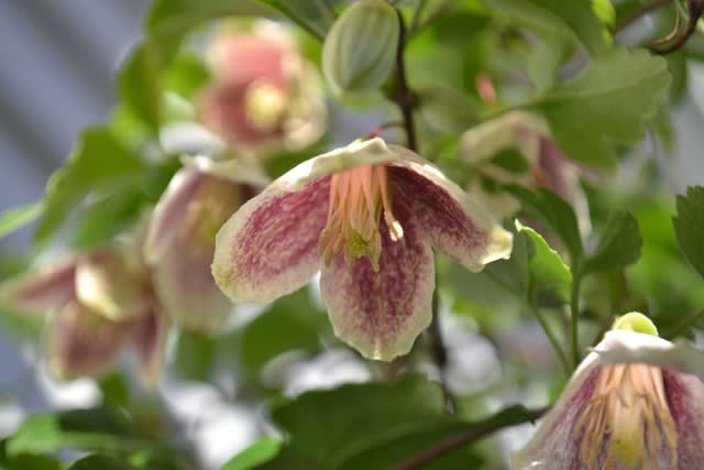 オキザリス二種、日枝、バラ - 花に癒されて オキザリス二種、日枝、バラ - 花に癒されて