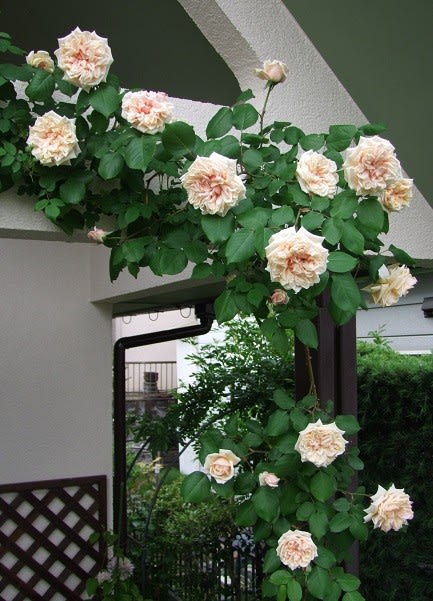 春の開花2018 5月2日～16日頃 - 春夏秋冬お散歩日記