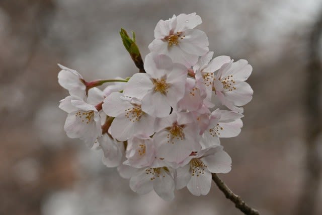 梨のお花＊梨のつぼみの枝＊切り花】真っ白い可憐な可愛いお花