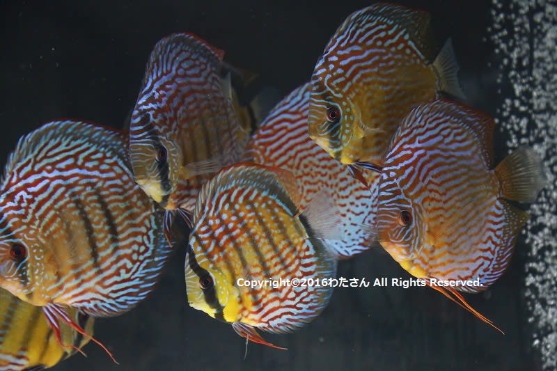 芸能人愛用のおすすめ最新情報 German Breed Discus Special. - わたさん'S Club Discus その他
