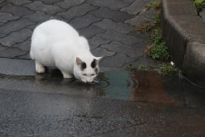 goo ブログ