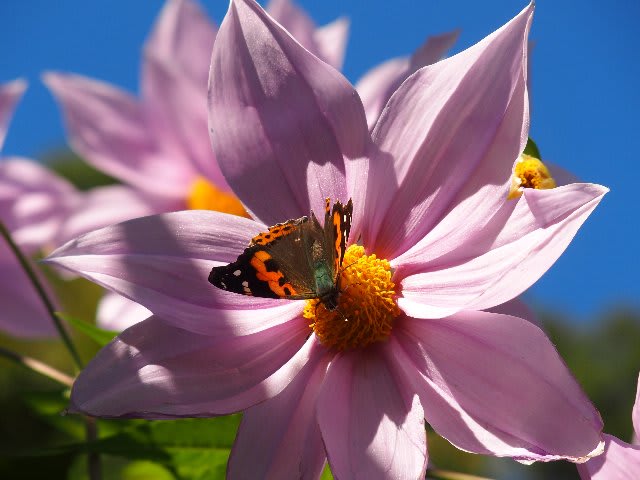 皇帝ダリアで扱蜜するホシホウジャク - 庭先の四季
