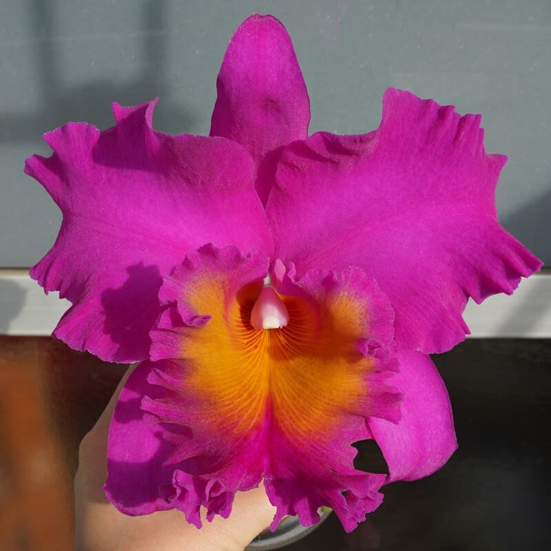 ◇Rlc. Pink Empress'Ju-Sen' - カトログ !! ~ カトレヤ交配種 ◇Rlc. Pink Empress'Ju-Sen' - カトログ !! ~ カトレヤ交配種