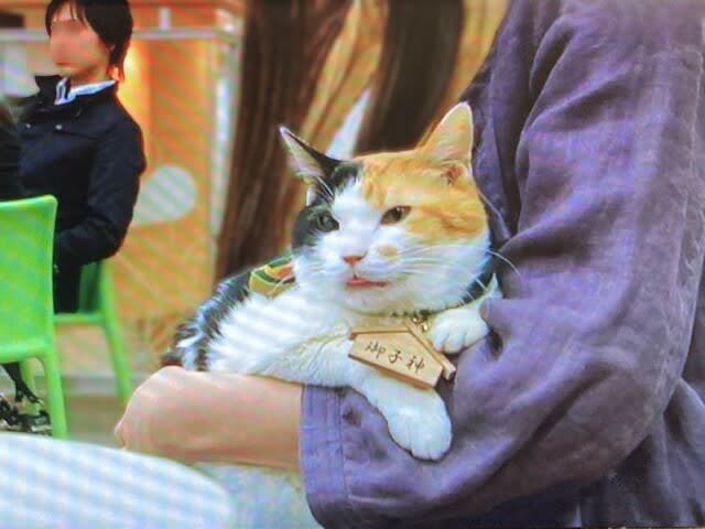 ねこタクシー／240604 - ナンシー・Chang！のおいし～生活
