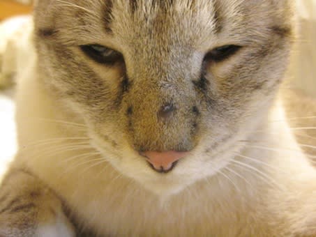 ふみふみちゅっちゅ かたい猫