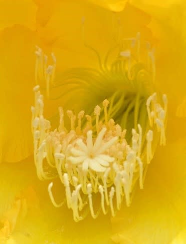 クジャクサボテンの花（２）～「チバ ラブリードーン」 - Koba の庭 ...