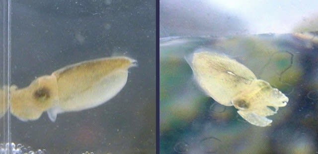 アマモ場ガサの生き物たち：7/5山海徘徊記⑧ - 私魚人（あいう