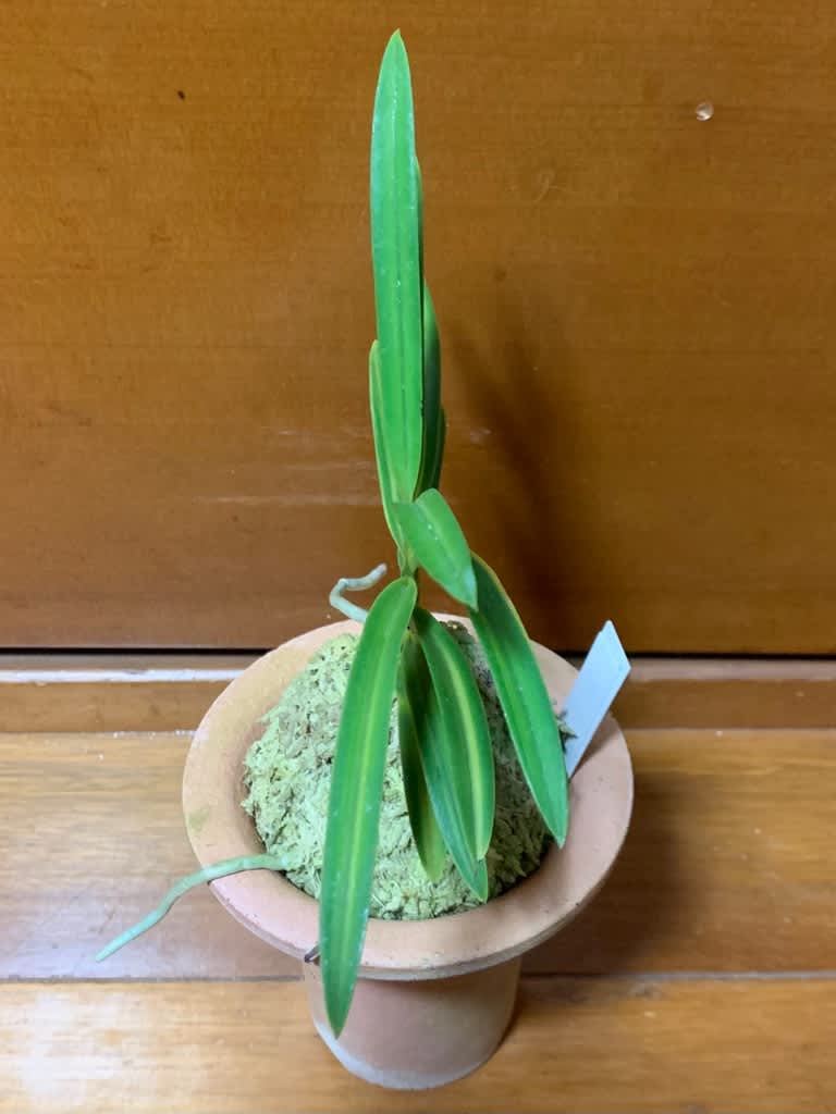 建国縞No.136 - 純風満蘭 富貴蘭・風蘭ブログ 着生蘭よもやま話