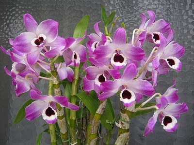 ブランド通販 咲いていますデンドロ3種 - 蘭すきです 開花記録・・・暮らしノート その他