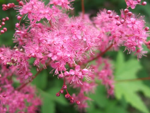 キョウガノコとアスチルベ 草木と花の彩景 キョウガノコとアスチルベ 草木と花の彩景