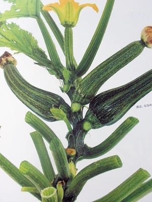 野菜たちの“命のサイクル”と“輝き”を見事に捉えた写真集‥奥田實