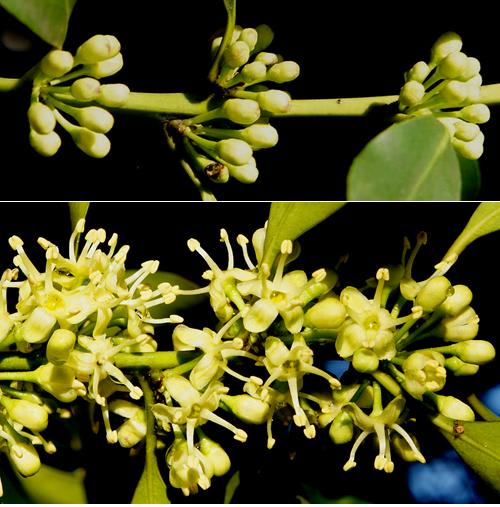 モチノキ 雄株の雄花と雌株の雌花 里山コスモスブログ モチノキ 雄株の雄花と雌株の雌花 里山コスモスブログ