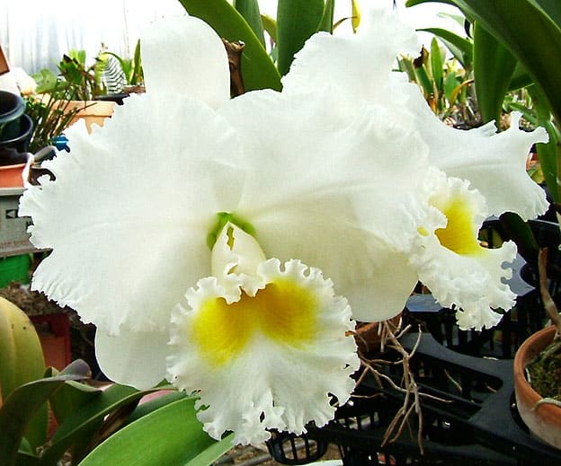C. Earl'Imperialis' - カトログ !! ~ カトレヤ交配種のブログ C. Earl'Imperialis' - カトログ !! ~ カトレヤ交配種のブログ