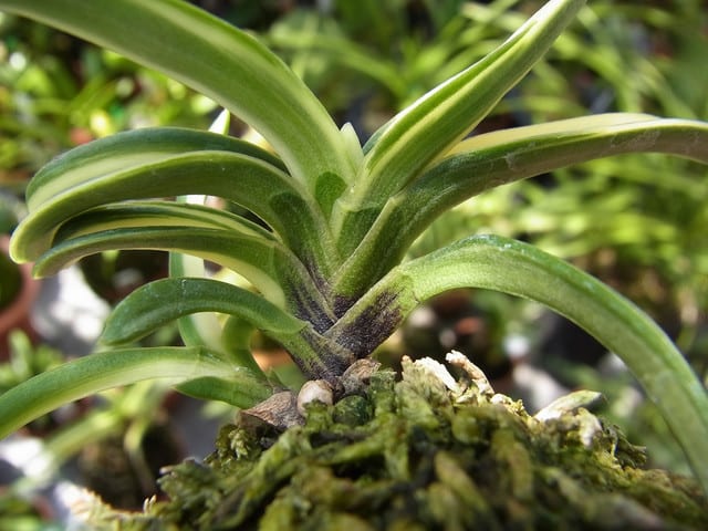 富貴蘭 「西鶴」 (Vanda falcata 'Saikaku') - ベランダ蘭