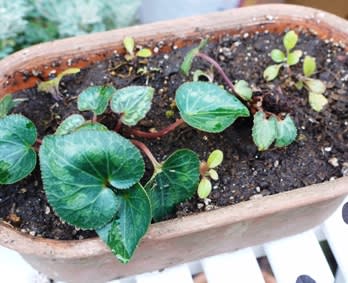 ブラックルシアンの寄せ植えとガーデンシクラメンの鉢上げ 旅するガーデナー ブラックルシアンの寄せ植えとガーデンシクラメンの鉢上げ 旅するガーデナー