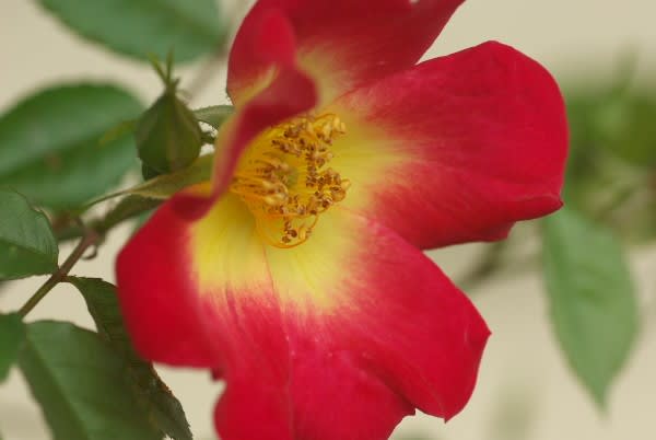 バラ 赤 バラの中のバラは12月5日の誕生花 Aiグッチ のつぶやき