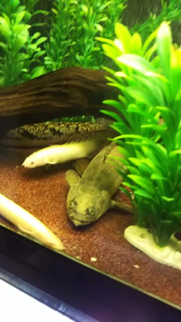 魚】 ポリプテルス・アンソルギー(ブリード：40cm) - パパの