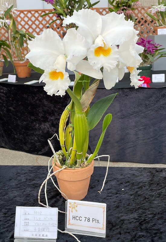 雑誌で紹介された Pearl'Blumen Mishima ◇C. Insel' カトレヤ ～ !! カトログ - 花
