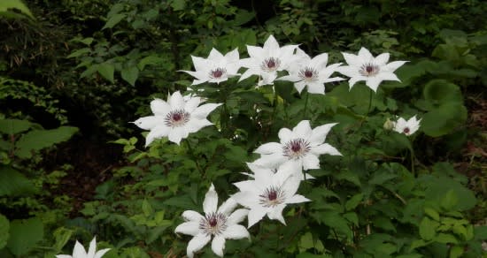 カザグルマ – 山野草栽培