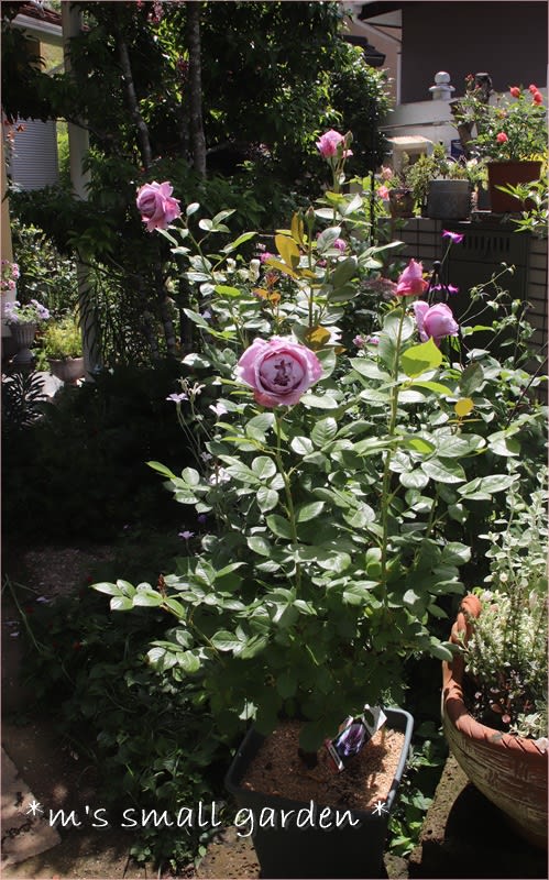 初心者でも育てやすい！薔薇《シュリンクスとノヴァーリス》 - ＊ m's small garden ＊ ＜milky-mamaの小さな庭＞