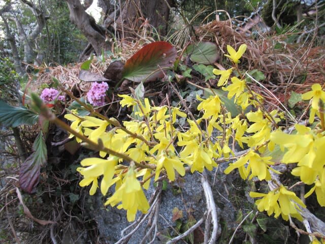庭にピンクの花と黄色の花 - 里山悠々録