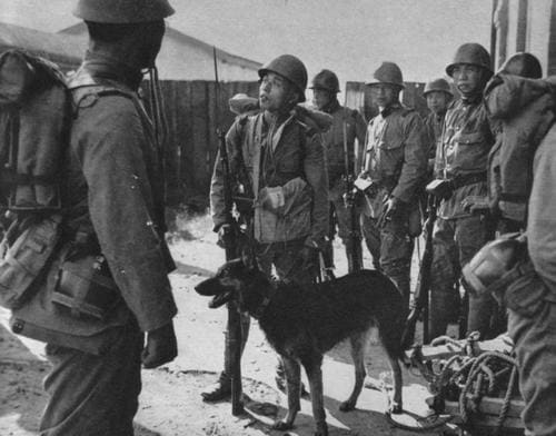 日本の軍用犬 - Ommo's