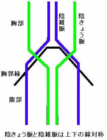 奇経八脈の性質と流注 Ver.2.0 - AN現代針灸治療 奇経八脈の性質と流注 Ver.2.0 - AN現代針灸治療