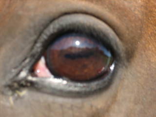 犬の目 馬の目 鹿の目 熊の目 ゆるゆる過ごすin北海道 犬の目 馬の目 鹿の目 熊の目 ゆるゆる過ごすin北海道