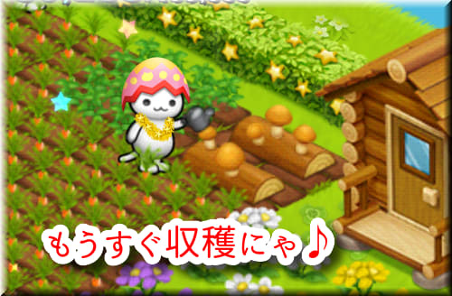 星にゃんこ☆きのこ栽培 - 猫的下僕生活
