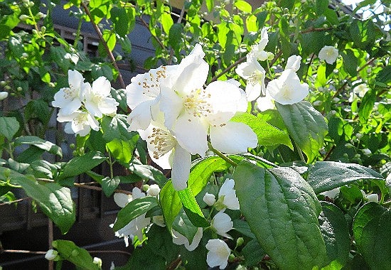 花木5月白い花が多くなり、ニセアカシア、オオカメノキ 花木5月白い花が多くなり、ニセアカシア、オオカメノキ
