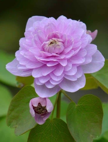 【在庫あり】 セツブンソウ 捉える 大輪花 八重咲き 花