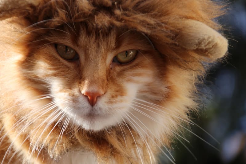 ライオンのような猫ちゃん ハイブリッドな生活 旧ルノーな生活