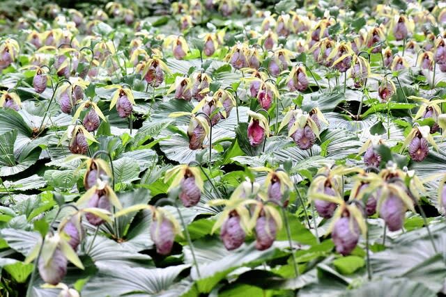 クマガイソウ群生地を訪ねて‐まだ芽が出たばかりでした - 光と影の軌跡Ⅱ